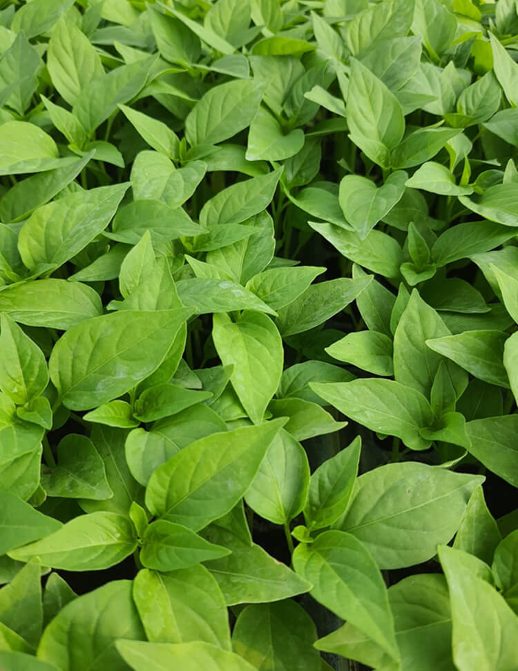 ต้นกล้าในกระถาง